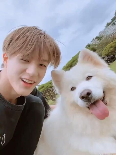 Jeno And Samoyed, จีซอง Nct, Nct Dream Members, Samoyed Dogs, Yo Dream, Nct Jeno, Nct Album, Dream Chaser, Animal Jokes