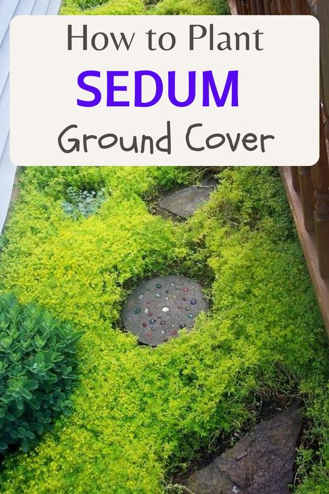 How to Plant Sedum Ground Cover Sedum Ground Cover Ideas, Stonecrop Sedum Ground Cover, Garden Ground Cover Ideas, Backyard Ground Cover Ideas, Sedum Ground Cover, Grass Alternatives, Ground Cover Shade, Succulent Ground Cover, Sedum Garden