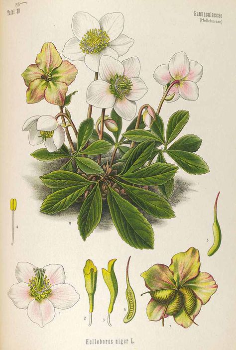 Helleborus niger L. Christmas rose Köhler, F.E., Medizinal Pflanzen, vol. 4: t. 38 (1890) - FREE PRINTABLE LARGE SIZE Fruit Paintings, Lenten Rose, Rose Illustration, Illustration Botanique, Christmas Rose, Vintage Botanical Prints, Scientific Illustration, Botanical Drawings, Plant Illustration