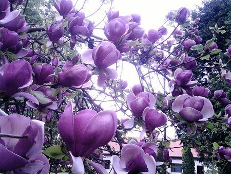 Purple magnolia Purple Magnolia, Good Morning To All, At Wallpaper, Royal Colors, Purple Love, Rare Flowers, All Things Purple, Magnolia Flower, Clean Air