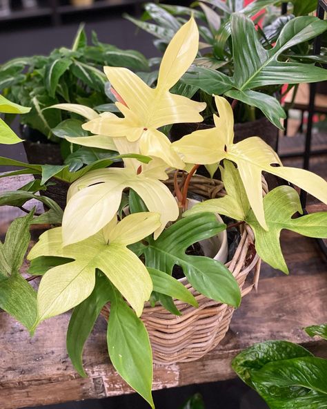 Florida Ghost Philodendron, Philodendron Florida Ghost, Florida Ghost, Philodendron Florida, Beautiful Plants, Green House, Plant Mom, Star Rating, Five Star