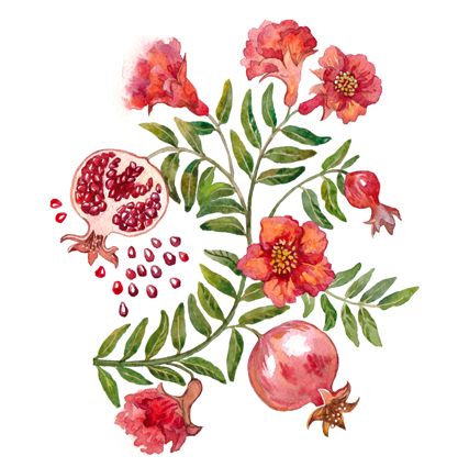 Pomegranate Drawing, Pomegranate Tattoo, Pomegranate Art, Botanical Drawings, Fruit Art, Watercolor Drawing, Plant Art, Holiday Illustrations, Arte Floral