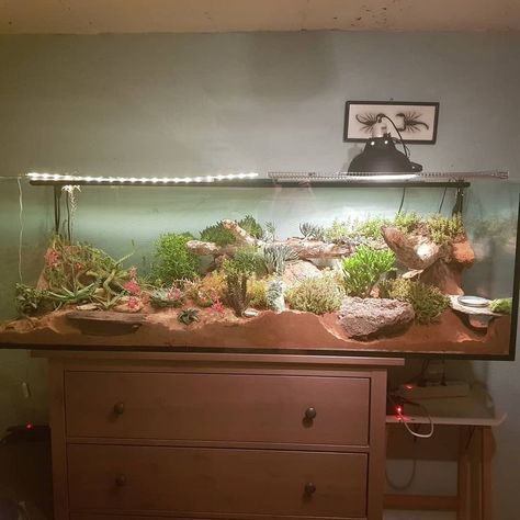 Bioactive Leopard Gecko, Ball Python Cage, Gecko Setup, Leopard Gecko Setup, Leopard Gecko Cage, Gecko Cage, Leopard Gecko Habitat, Lizard Terrarium, Leopard Gecko Tank