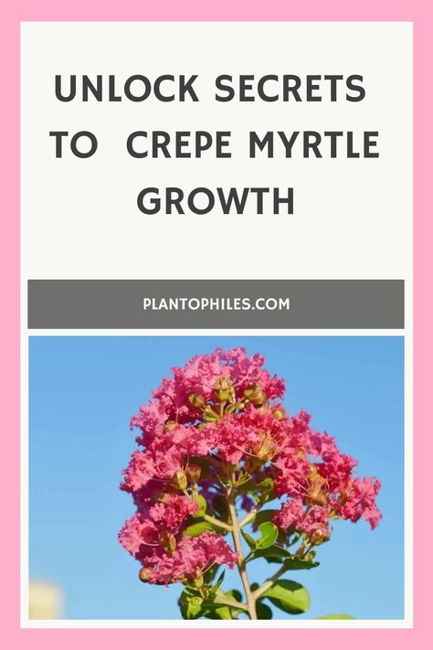 Bright pink crepe myrtle blooms against a clear blue sky with caption "Unlock secrets to crepe myrtle growth" above and the website "PLANTOPHILES.COM" below. Trimming Crepe Myrtles, Crepe Myrtle Landscaping, Myrtle Flower, African Milk Tree, Crepe Myrtle Trees, Hibiscus Tree, Curb Appeal Landscape, Bonsai Tree Care, Myrtle Tree