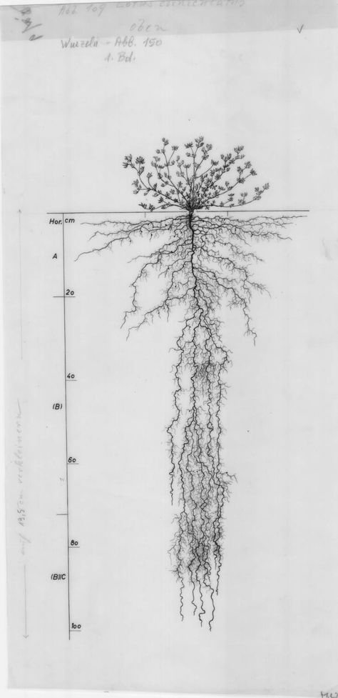 Lotus corniculatus - Root System Drawings - Wageningen University & Research - Image Collections Root System Illustration, Plant Roots Drawing, Evil Plants, Mustard Seed Plant, Root Tattoo, Lotus Corniculatus, Rooted And Established In Love, Wageningen University, Roots Illustration