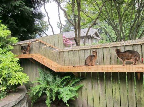 DIY cat enclosure to keep your city cats safe and happy Cat Play Area, Diy Cat Enclosure, Cat Playground Outdoor, Chat Diy, Cat Fence, Cat Patio, Outdoor Cat Enclosure, Outdoor Play Areas, Cat Run