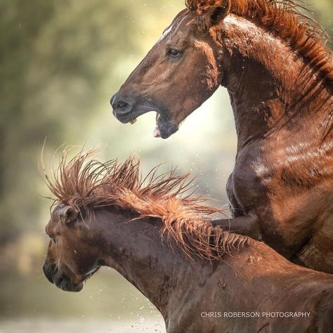 Wild Horses Mustangs, Horse Anatomy, Horse Inspiration, Birds Art, Horse Face, Horse Drawing, Horse Drawings, About Animals, Animal Painting