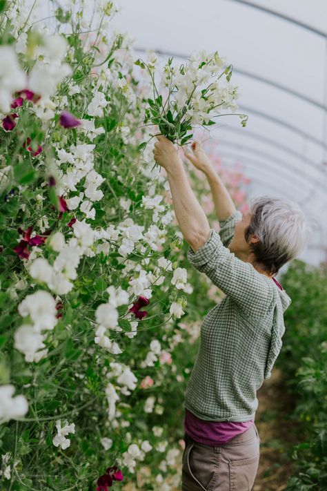 A detailed guide to growing sweet peas | House & Garden Grow Sweet Peas, Natural Plant Food, Growing Sweet Peas, Sweet Pea Plant, Flowers House, Growing Cut Flowers, Pea Plant, Plant Ties, Sweet Pea Flowers