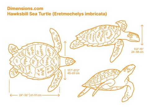 Hawksbill Sea Turtle, Sea Turtle Drawing, Hawksbill Turtle, Cardboard Animals, Animal Outline, Blueprint Drawing, Animals Information, Turtle Drawing, Tropical Ocean