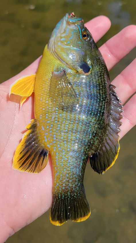 The epitome of this sub Sunfish Aesthetic, Blue Fish Aesthetic, Doodle Reference, Longear Sunfish, Yellow Tang Fish, Ocean Sunfish, Green Fish, Yellow Fish, Cool Fish