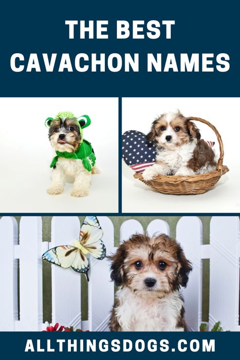 The Cavachon is a little teddy bear, perfect for those looking for a toy dog with a little more resilience. If you're one of those and are getting one home soon, read our guide to discover traits that can help you find good Cavachon names.  #cavachonnames #cavachon #namesforacavachon Cavachon Grooming Styles, Western Puppy Names, Boy Puppy Names Unique, Cute Country Names For Puppies, Cavapoo Names, Puppy Names Unique, Boy Puppy Names, Cavachon Full Grown, Brown And White Cavapoo