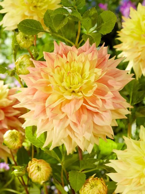 Dahlia Advance -- Bluestone Perennials Evergreen Perennials, Dinner Plate Dahlia, Rose Bar, Alpine Garden, Ice Plant, Light Pink Flowers, Replant, Dahlia Flower, Deck Garden