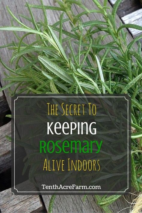 The Secret to Keeping Rosemary Alive Indoors: Keeping a rosemary plant alive indoors is a little tricky. Follow these tips to keep your potted rosemary alive inside. Potted Rosemary, Growing Rosemary Indoors, Growing Rosemary, Rosemary Plant, Indoor Herb Garden, Herbs Indoors, Growing Herbs, Flowers Garden, Veggie Garden