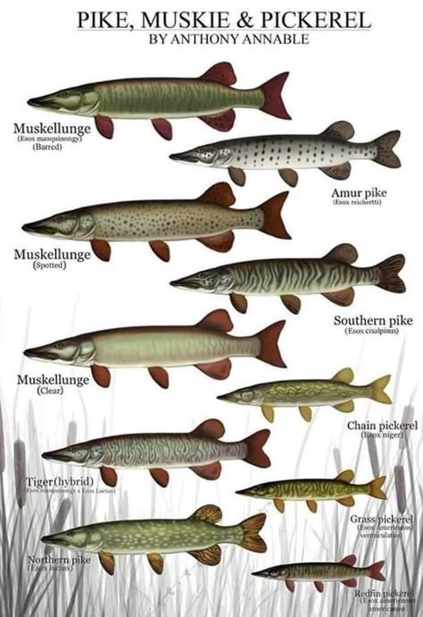 Fishing Posters, Animal Identification, Fish Chart, Animal Infographic, Fish Carving, Northern Pike, Apple Dumplings, Fishing Photography, Documentary Movies