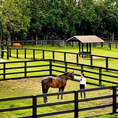 Horse Pasture Ideas Fencing, Horse In Paddock, Horse Pasture Ideas, Horse Paddocks, Horse Pasture, Horse Paddock, Horse Farm Ideas, Horse Barn Ideas Stables, Horse Barn Designs