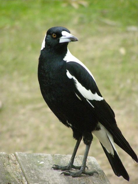 Magpie Australian, Magpie Tattoo, Australian Magpie, Magpie Art, Nz Birds, Best Flower Wallpaper, Australian Fauna, Bird Reference, Black Duck