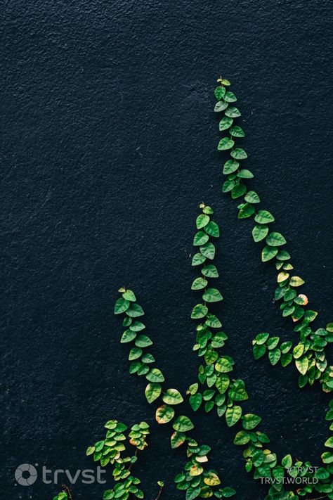 "I'm big on green veggies: arugula, spinach, and kale." -Shannon Sharpe #trvst #green 📷 @pikafyi on unSplash Creepers Plants, Deep Winter Colors, Everything Green, Building Elevation, Green Veggies, Sustainable City, Deep Winter, Open Door, Arugula