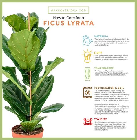 Ficus Lyrata Indoor, Lyrata Plant, Fiddle Leaf Fig Care, Soil Texture, Plant Mama, Ficus Lyrata, Insecticidal Soap, Fiddle Leaf, Fiddle Leaf Fig