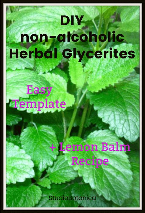 DIY Alcohol-Free Herbal Glycerites. Learn how to make glycerites at home. Template + Recipe for Lemon Balm glycerite recipe Lemon Balm Recipes, Lemon Balm Tincture, Diy Extracts, Infused Vinegars, Lemon Balm Extract, Holistic Recipes, Herbal Tinctures, Herbal Recipes, Herbal Apothecary