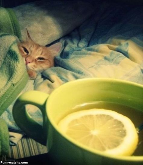 krafty panda blogspot: Sick Again Humor Animal, Sick Cat, Thanks Mom, Pet Fox, A Cup Of Tea, Feeling Sick, Cat Person, Happy Cat, Cup Of Tea