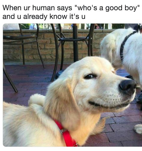 When your human says "Who's a good boy?" and you already know it's you! When He Calls Me, Good Morning Dog, Puzzle English, Cute Dog Memes, Dog Meme, Dog Jokes, Funny Dog Memes, Funny Dog Pictures, Boy Dog