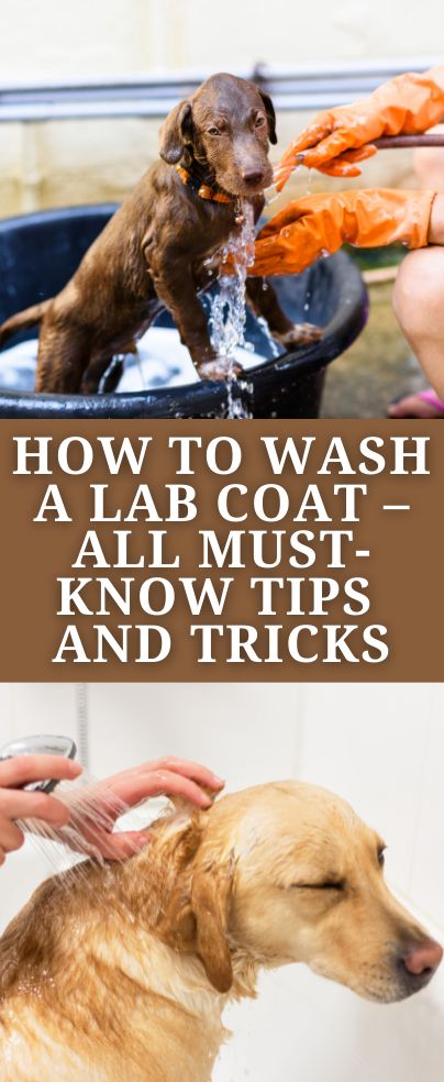 Washing Dogs Tips Bath, Homemade Dog Shampoo, Dog Hair Cleaning, Best Dog Shampoo, Puppy Shampoo, Black Labs Dogs, Outside Dogs, Puppies Tips, Puppy Grooming