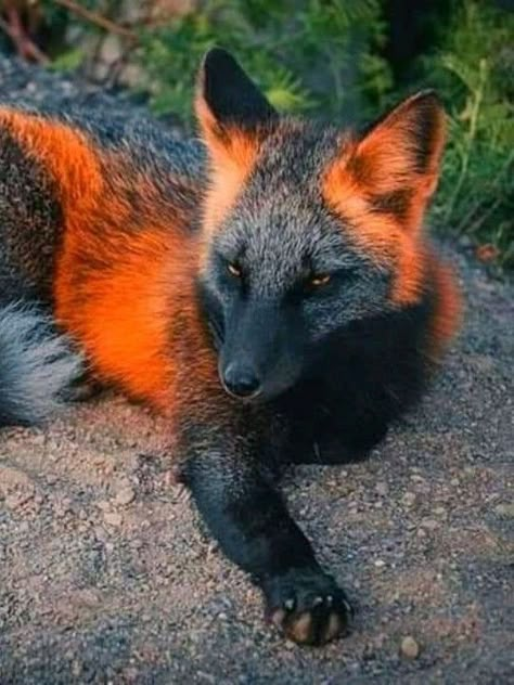 Fox Pictures, Red Fur, Black Fox, Pet Fox, Pretty Animals, Silly Animals, Baby Fox, Fluffy Animals, Cute Wild Animals