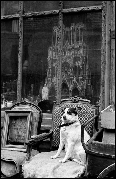 Inge Morath. FRANCE. Paris. 1958. Notre Dame de Paris. Quai de Montebello. Inge Morath, Photography Workshop, Old Paris, Vintage Paris, Magnum Photos, Foto Art, France Paris, Vintage Dog, Black White Photos