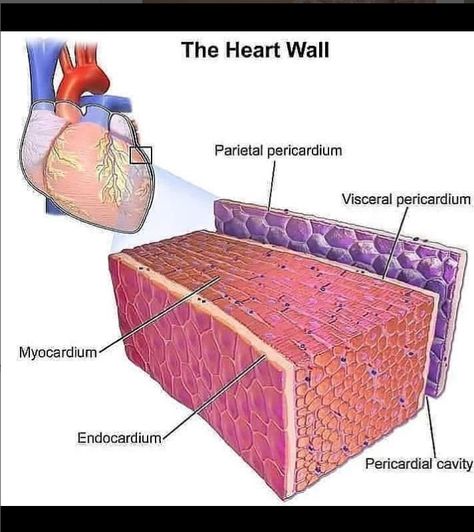 heart, heart wall, cardiology, cardiologist Types Of Heart, Heart Rhythm, Uk People, Junior Doctor, Parts Of The Heart, Atrial Fibrillation, Heart Rhythms, Medical Anatomy, Heart Conditions