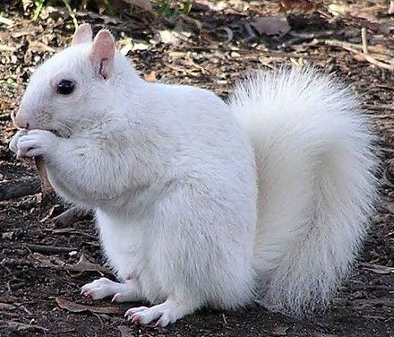 Squirrel Humor, White Squirrel, White Things, Squirrel Pictures, White Animals, The Prophecy, Albino Animals, Cute Squirrel, The Great White