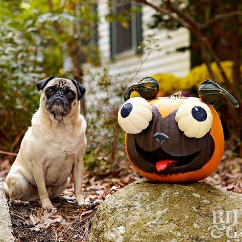 This carved pugkin is doggone cute. Pug Pumpkin, Happy Pumpkin Faces, Funny Pumpkin Carvings, Pumpkin Stencils Free, Creative Pumpkin Painting, Cute Pumpkin Carving, Pumpkin Decorating Contest, Creative Pumpkin Carving, Amazing Pumpkin Carving