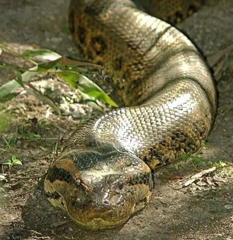 Anaconda Tattoo, Anaconda Attack, Anaconda Verde, Big Snakes, Giant Anaconda, Anaconda Snake, Green Anaconda, Big Snake, Giant Animals