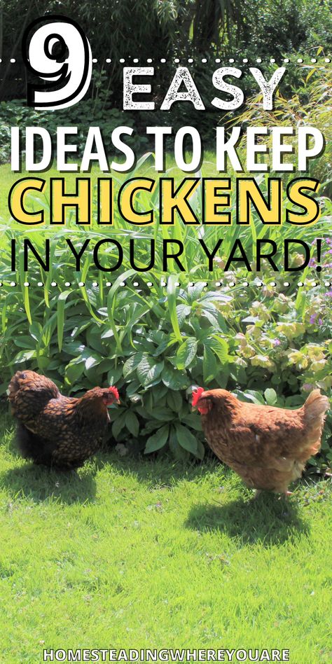 Is your backyard chicken flock escaping to the neighbor's yard to terrorize their garden? Keeping your chickens in your yard only and out of your vegetable garden is tricky. Here are 9 easy tricks to keeping chickens in your yard rather than escaping! #backyardchickens Chicken Friendly Landscaping, Gardening With Chickens, How To Keep Chickens Out Of Garden, Chicken Yard Ideas Easy Diy, Chicken Yard Ideas, Chicken Runs Around Garden, Keep Chickens Out Of Garden, Garden With Chickens, Small Garden Uk