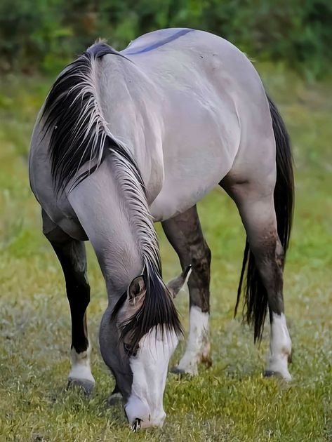 Dappled Grey Horse, Horse Riding Quotes, Peaceful Heart, Beautiful Horses Photography, Cute Horse Pictures, Beautiful Horse Pictures, Amazing Animal Pictures, Beautiful Arabian Horses, Nature Photographer