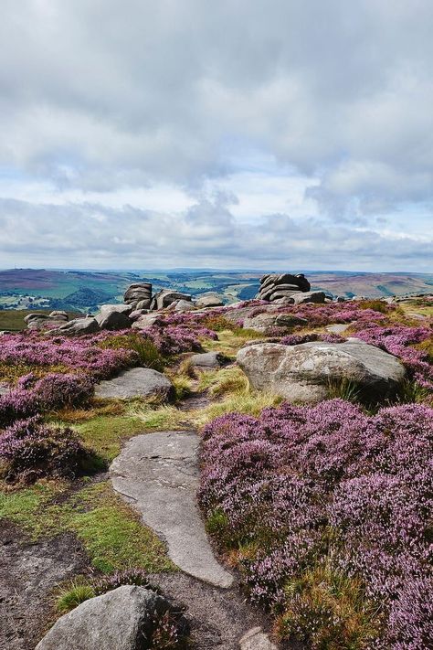 Heather Landscape, Heather Aesthetic, Yorkshire Photography, Heather Gardens, Uk Landscape, Uk Nature, Heather Flower, Nature Landscape, Nature Aesthetic