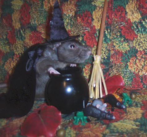 Souqie witch! Rat Halloween Costumes, Splinter Costume, Rat Costumes, Pet Rat Care, Rat Halloween, Rat Costume, Rat Care, Pet Rat, Costumes For Halloween