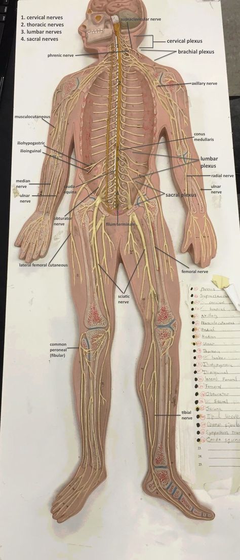 Spinal Nerves Labelled on LACC model Spinal Cord Labeled, Nervous System Model, Spinal Nerves Anatomy, Nerves Anatomy, Spinal Cord Anatomy, Internal Anatomy, Anatomy Lab, Pt School, Nerve Anatomy