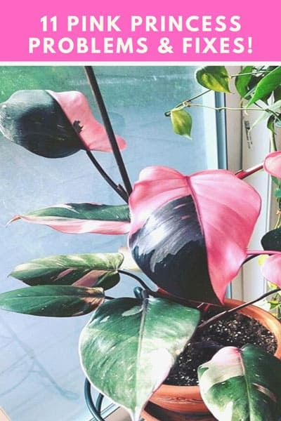 Pink Princess Plant Care, Philodendrons Plants, Pink Philodendron, Pink Princess Philodendron, Princess Philodendron, Philodendron Pink Princess, Houseplant Care, Plant Wishlist, Philodendron Plant