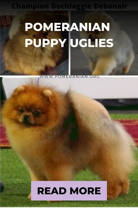 Pomeranian puppy uglies before and after pictures. The Pomeranian ugly stage process explained and coat color changes during puppy uglies. Pomeranian Colors, Pomeranian Breed, Pomeranian Dogs, Puppy Stages, Pom Dog, Teacup Pomeranian, Puppy Coats, Pomeranian Puppies, Hypoallergenic Dogs