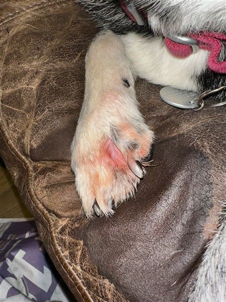 Does A Dog Paw Yeast Infection Soak HELP - or HURT? Yeast Infection In Dogs Paw, Yeast On Dogs Paws, Dog Yeast Infection Paws Remedy, Home Remedy For Dog Ear Yeast, Paw Soak For Dogs, Yeast Dog Paw, Dog Yeast Infection Skin Remedies, Dog Paw Remedies, Yeast Infection In Dogs