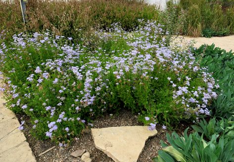 Greggs Mist Flower, Arkansas Blue Star Plant, Blue Fortune Agastache, Agastache Blue Boa, Atomic Purple Gomphrena, Fall Patio, Zone 7, Butterfly Plants, Butterfly Species