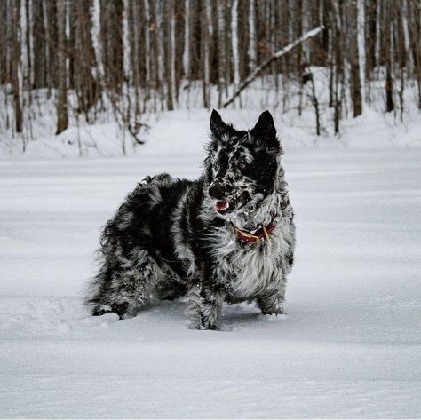 Mudi Dog, Hungarian Dog, High Intelligence, Herding Dogs Breeds, Dogs With Jobs, Rare Dogs, Rare Dog Breeds, All Breeds Of Dogs, One Home