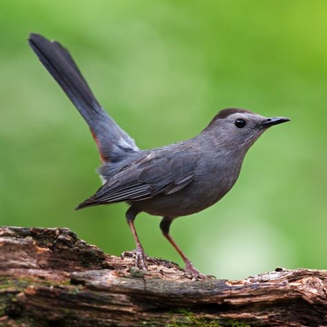 Ohio Birds, Wild Birds Unlimited, Male Vs Female, What Is A Bird, Pet Corner, Rare Birds, How To Attract Birds, Backyard Birds, Bird Pictures