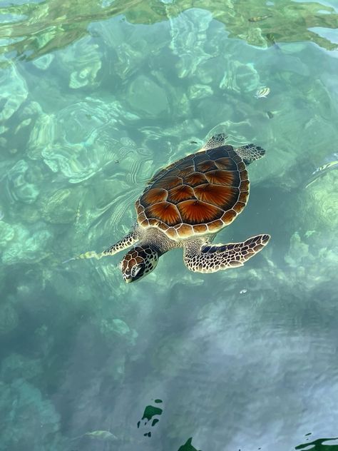 Sea Turtle Pictures Ocean, Turtle Top View, Sea Creatures Aesthetic, Sea Turtle Aesthetic, Ocean Life Aesthetic, Sea Life Pictures, Turtles Aesthetic, Aesthetic Turtle, Turtle Aesthetic