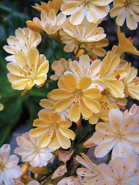 Lewisia Cotyledon, Plant Nursery, Perennial Plants, Types Of Plants, Late Summer, Belleza Natural, Dream Garden, Cottage Garden, Pretty Flowers