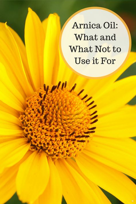 Arnica Oil: What and What Not to Use it For - Kami McBride Arnica Benefits, Arnica Salve, Arnica Gel, Arnica Oil, Coconut Oil For Acne, Arnica Montana, Herbal Tinctures, Herbal Healing, Herbal Oil