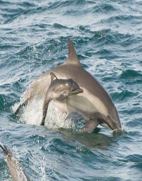 Animals Dolphins, Mammals Animals, Baby Dolphin, Strange Animals, Baby Dolphins, Whitetail Bucks, Bottlenose Dolphin, Underwater Animals, Beluga Whale