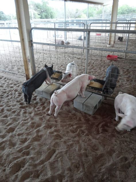 4h Livestock, Farm Pigs, Pig Feeder, Pastured Pigs, Pig Showing, Cute Farm Animals, Raising Pigs, Goat Barn, Teacup Pigs