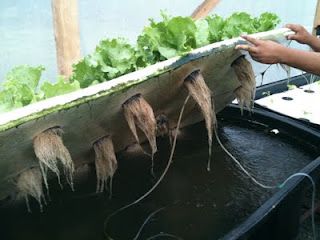 raft roots Diy Aquaponics, Aquaponics Kit, Floating Raft, Aquaponics Greenhouse, Backyard Aquaponics, Diy Fish Tank, Aquaponics Fish, Aquaponics Diy, Hydroponic Farming