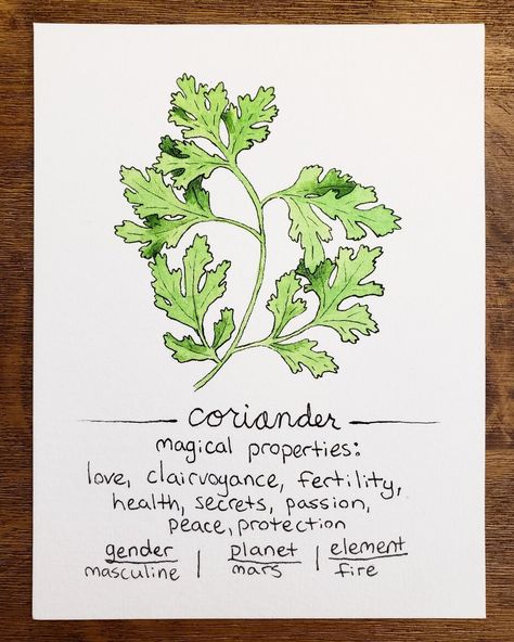 Coriander Witchcraft, Coriander Magical Properties, Nancy Downs, Witch Board, Book Of Shadows, Health Remedies, Spirituality, Herbs, Google Search